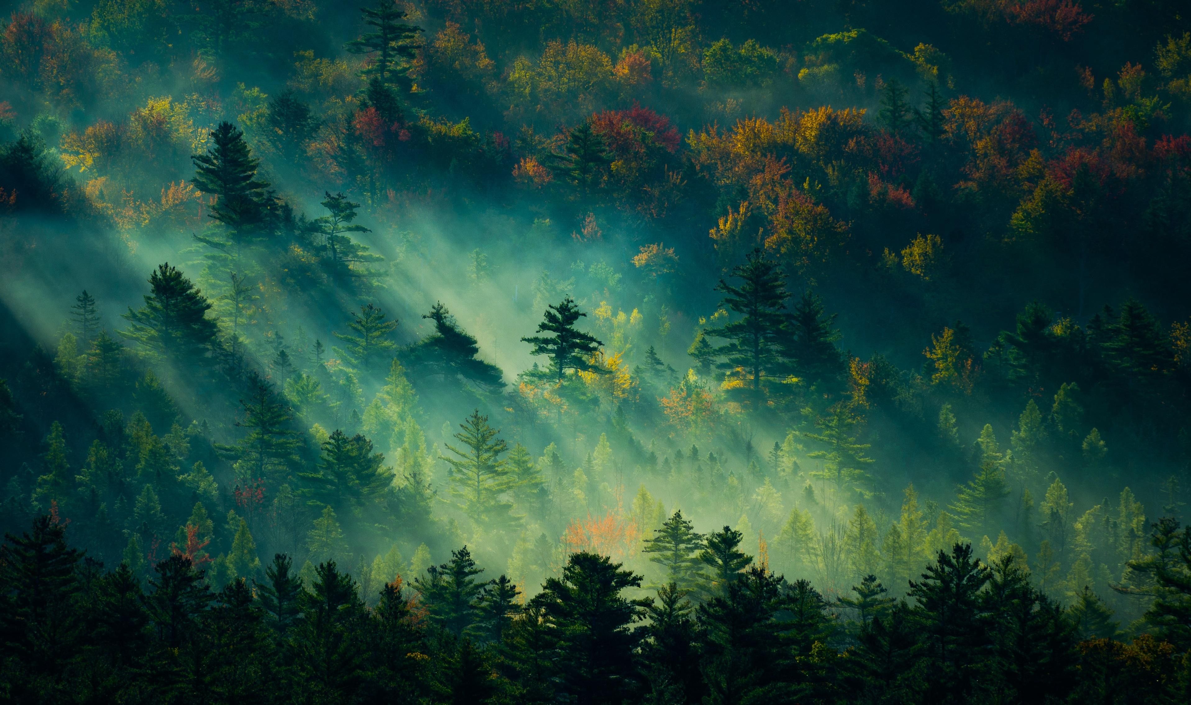 3833x2270 In The Early Morning Forest Wallpaper