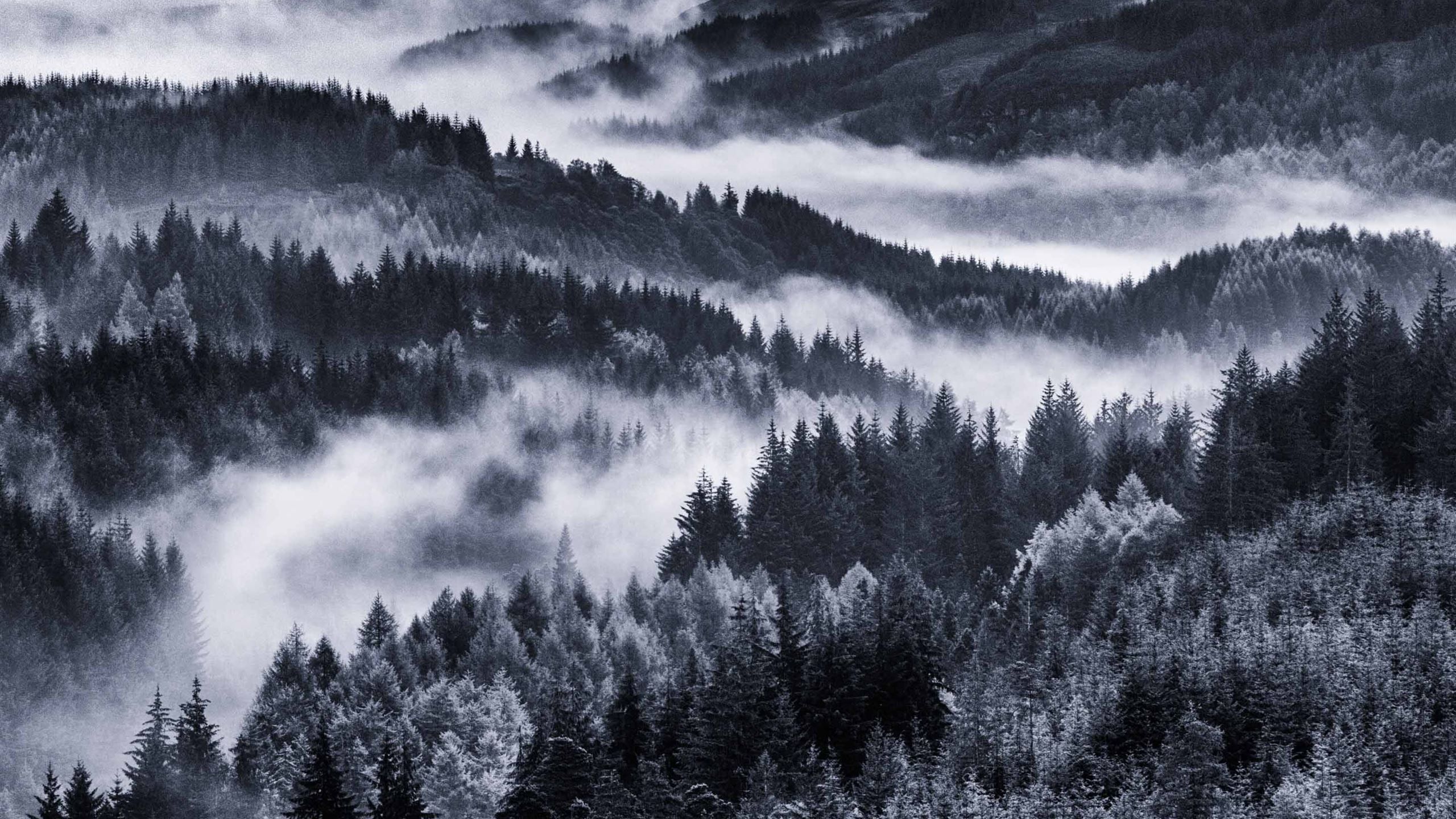 2560x1440 In The Early Morning Forest Wallpaper