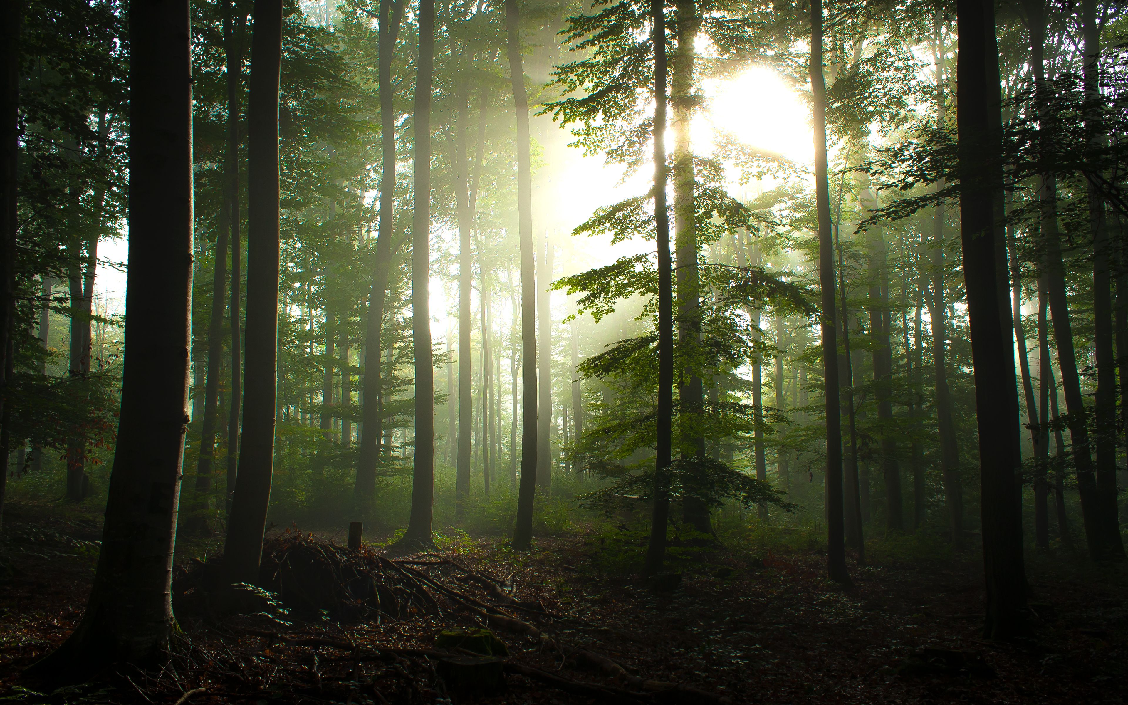 3840x2400 Forest Trees Wallpaper 4K, Early Morning, Foggy, Sunrise