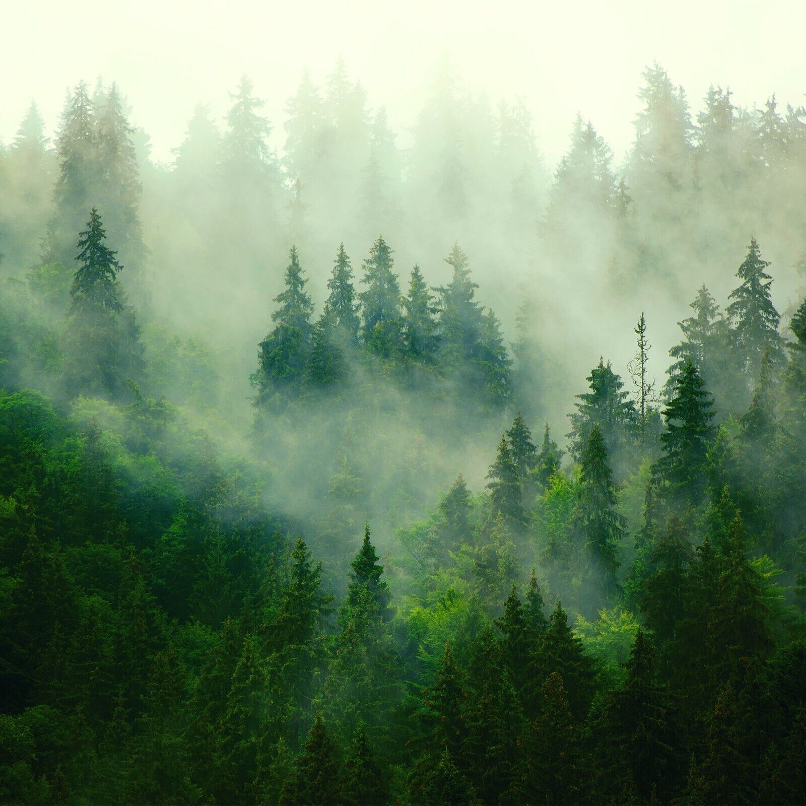 1600x1600 In The Early Morning Forest Wallpaper