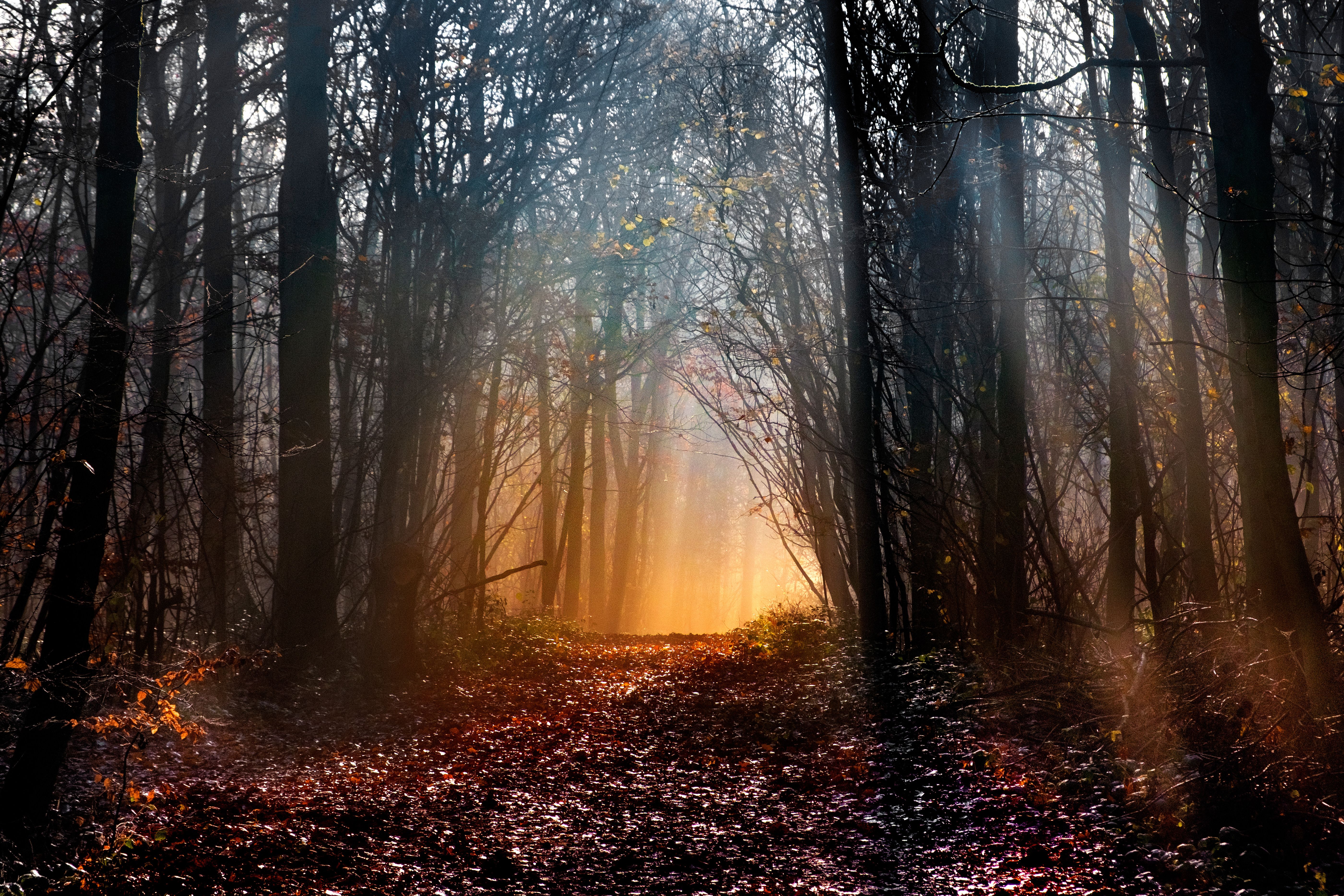 5603x3736 Woodland Wallpaper 4K, Early Morning, Sun light