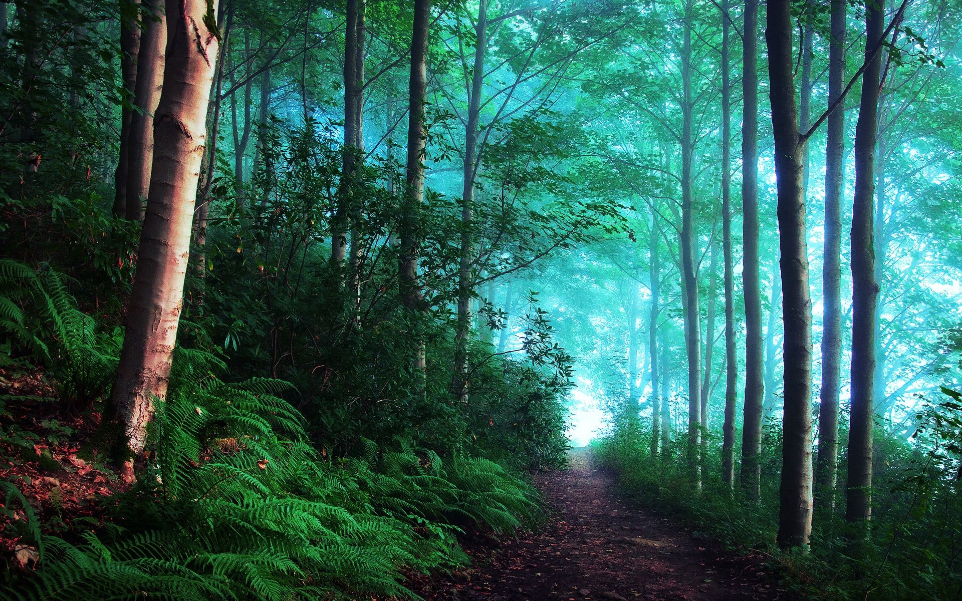 1920x1200 In The Early Morning Forest Wallpaper