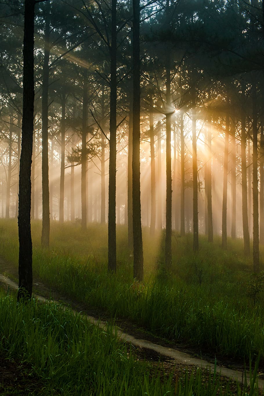 910x1365 Early morning forest 1080P, 2K, 4K, 5K HD wallpaper free download