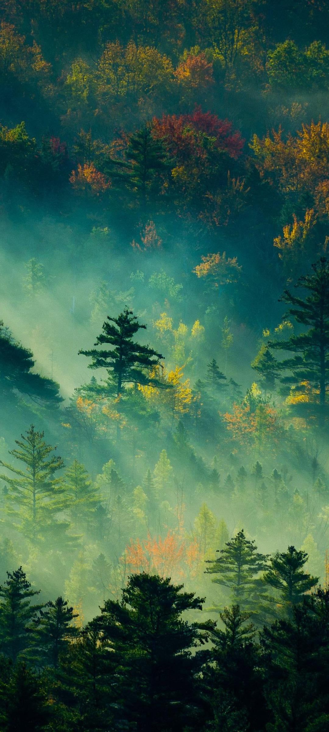 1080x2400 Early Morning In The Forest [Nature Trees]