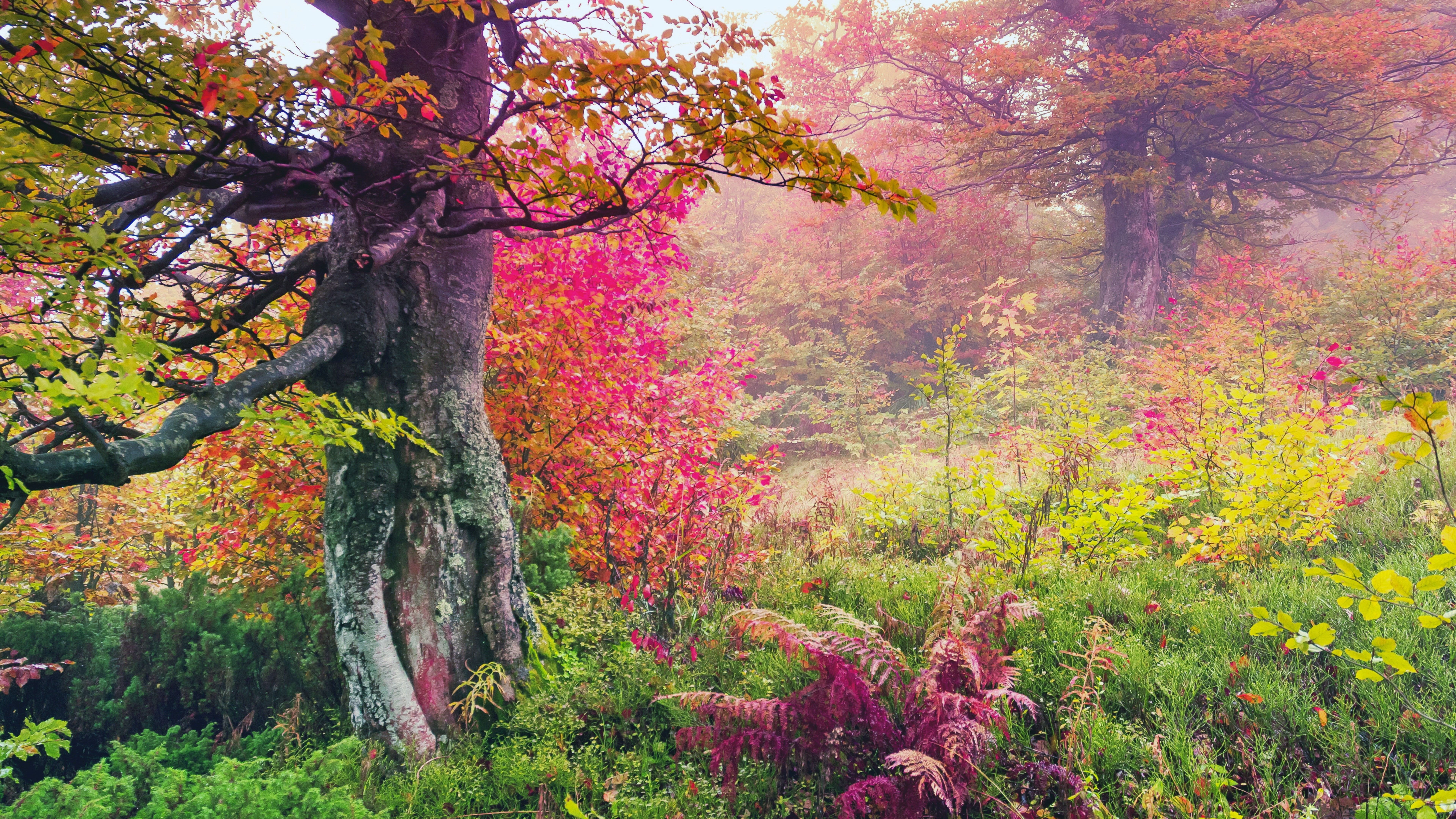 7680x4320 Beautiful Early Morning Forest Scenery View 4K 8K HD Nature Wallpaper