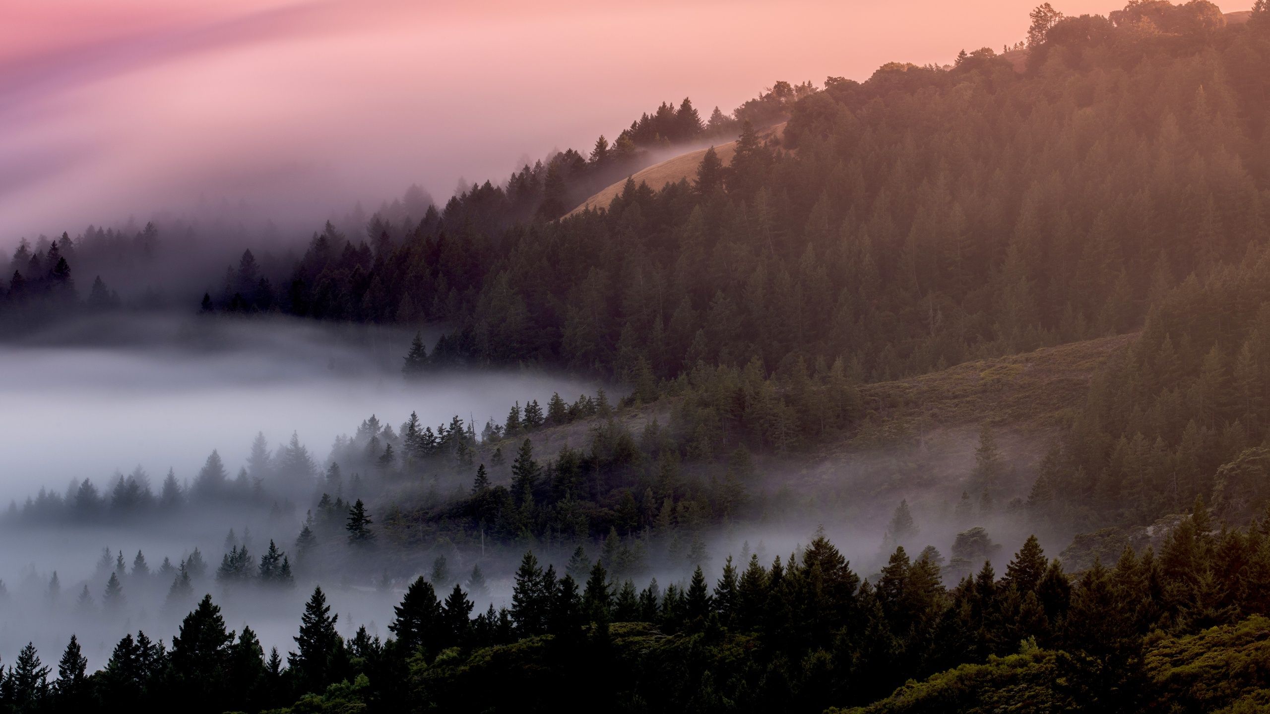 2560x1440 Forest Wallpaper 4K, Foggy, Mist, Pine trees