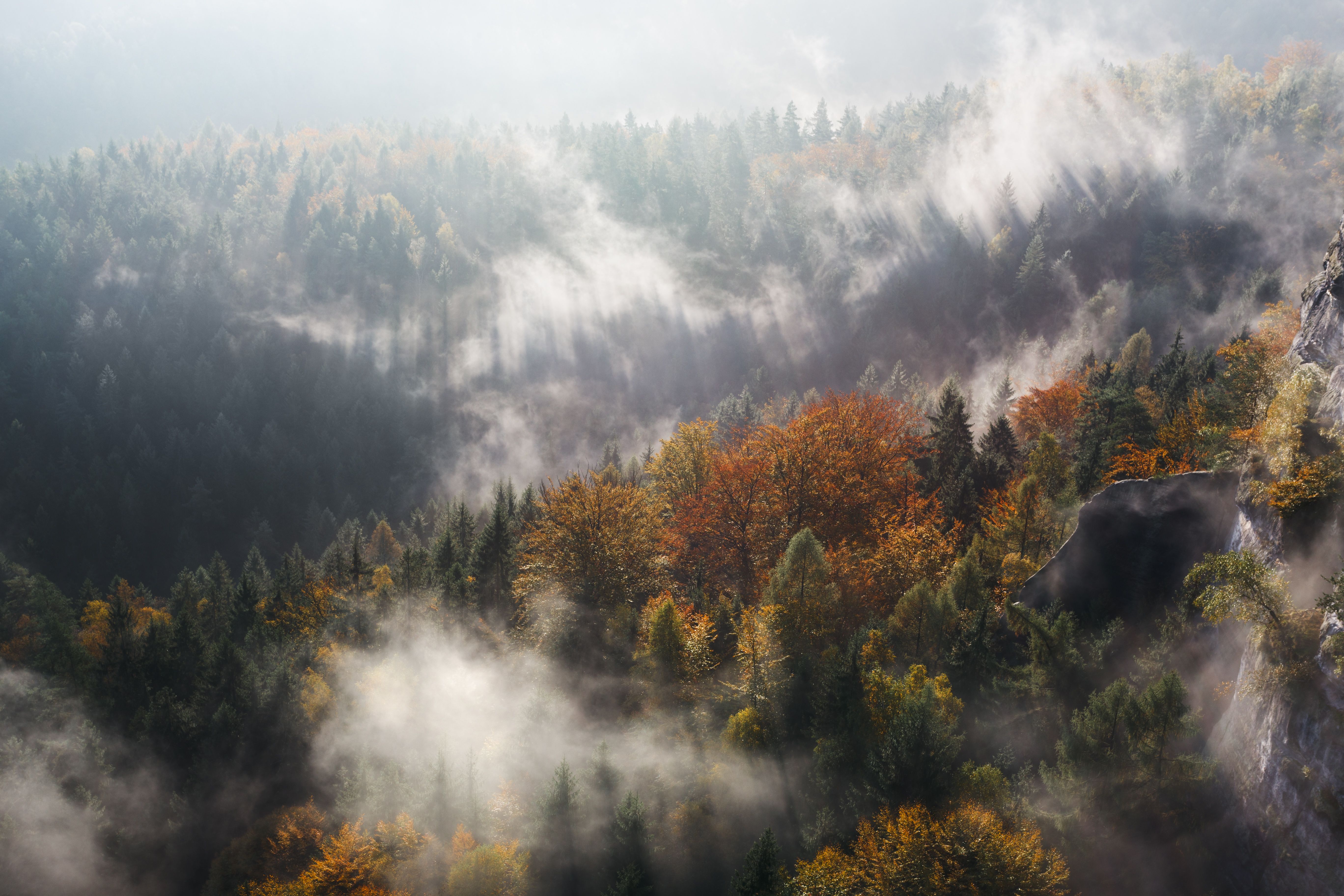 5472x3648 Early morning in autumn forest