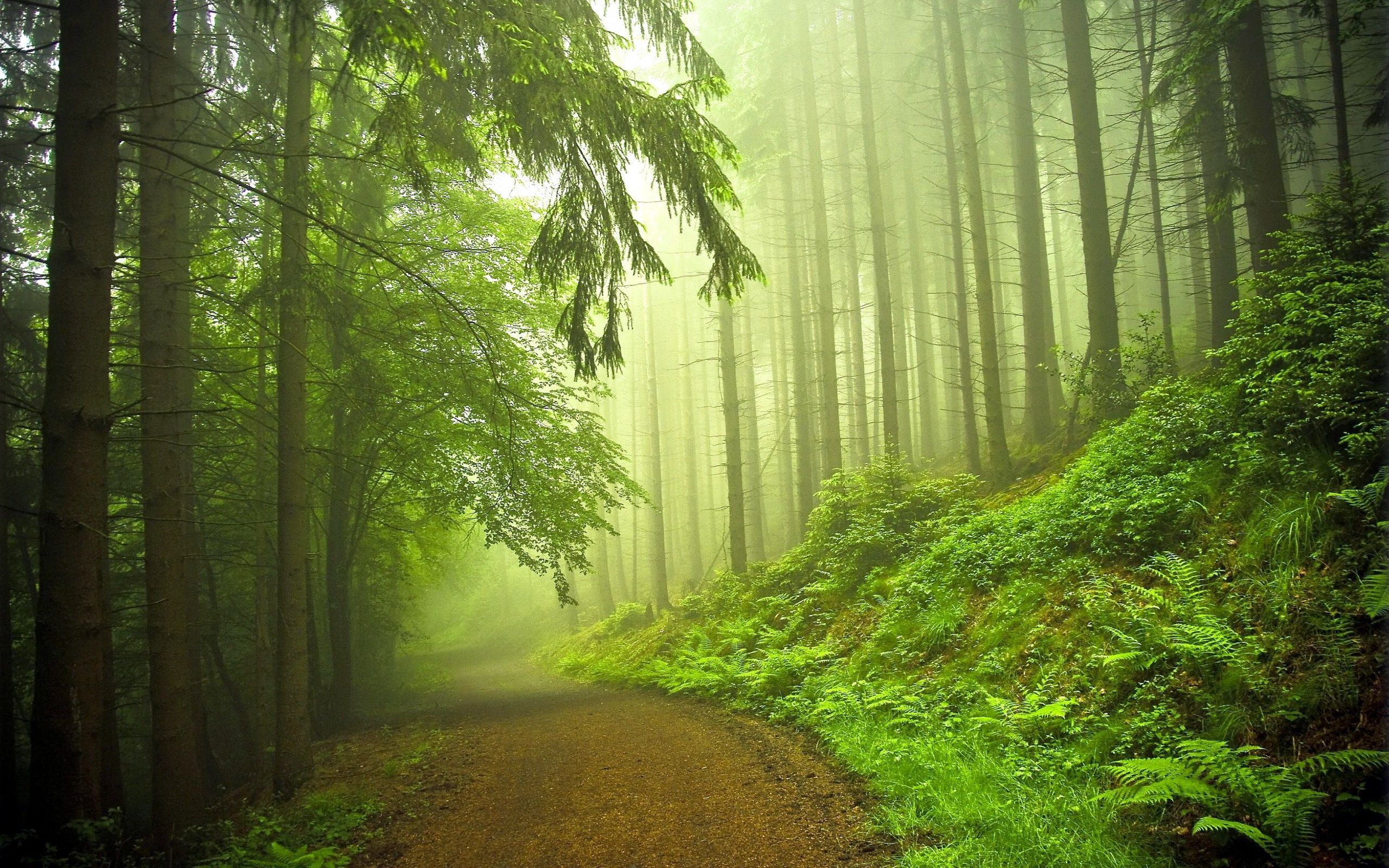 2560x1600 In The Early Morning Forest Wallpaper