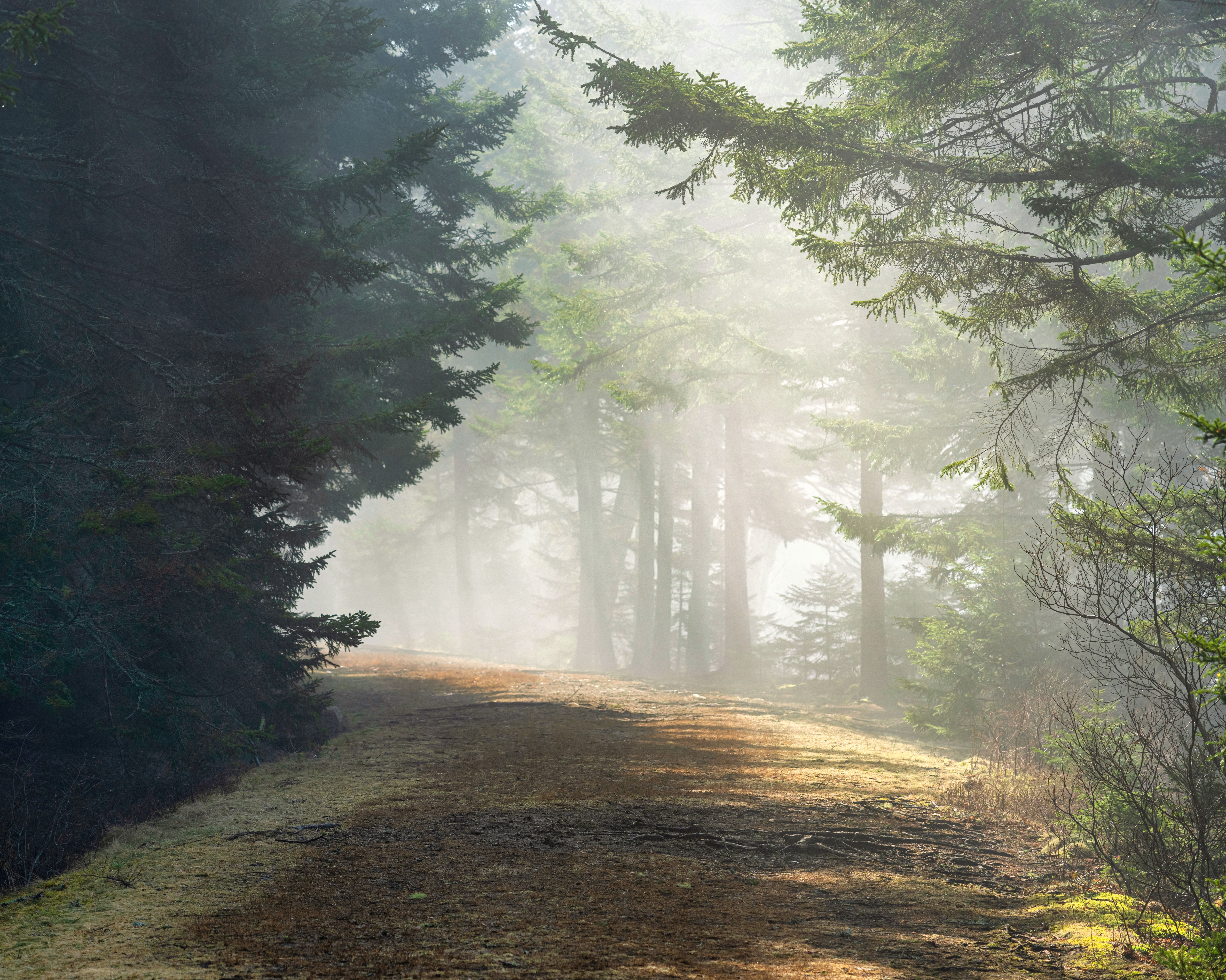 7200x5760 Early Morning Forest Live Wallpaper Photo, Download The BEST Free Early Morning Forest Live Wallpaper & HD Image