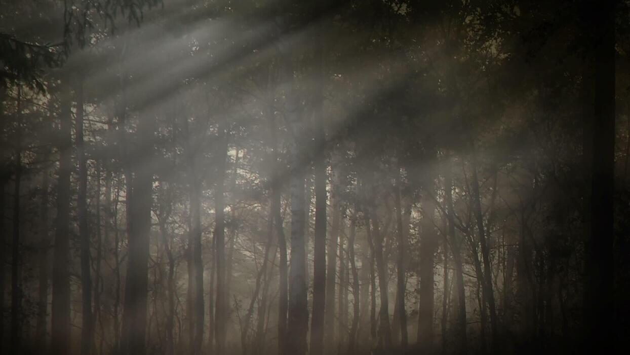 1244x700 Early Morning Forest Background