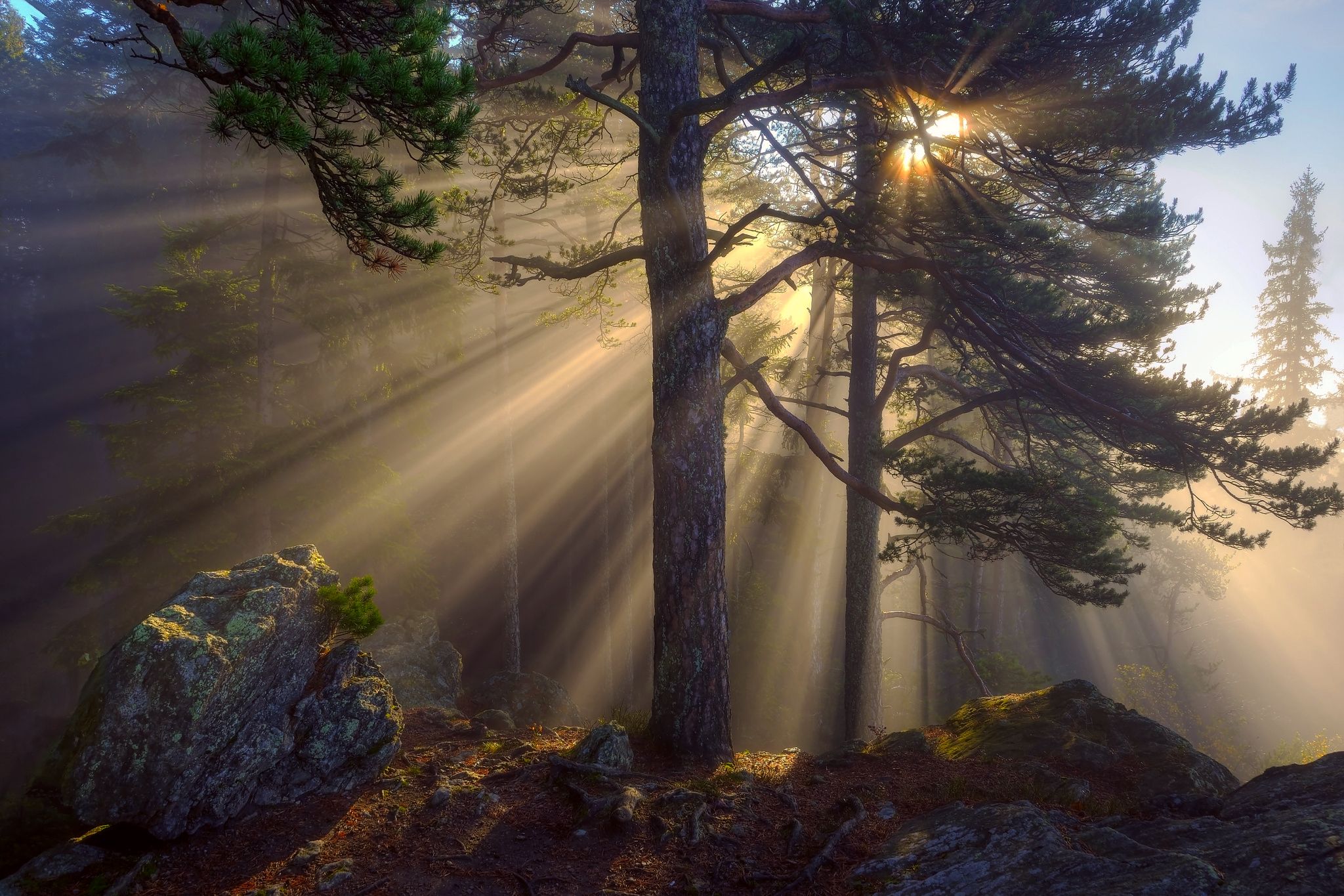 2048x1365 Wallpaper morning, rays, light, nature, trees, forest, stones, the sun for mobile and desktop, section природа, resolution 2048x1365