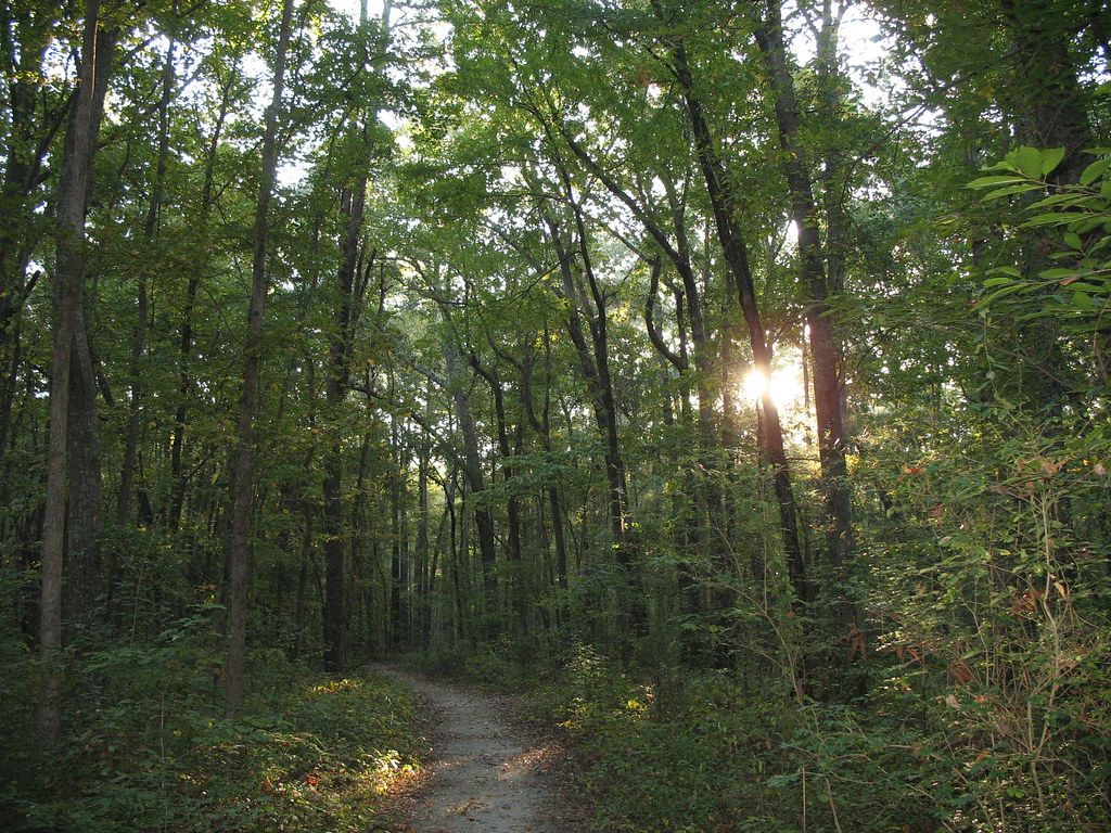 1024x768 Early morning forest