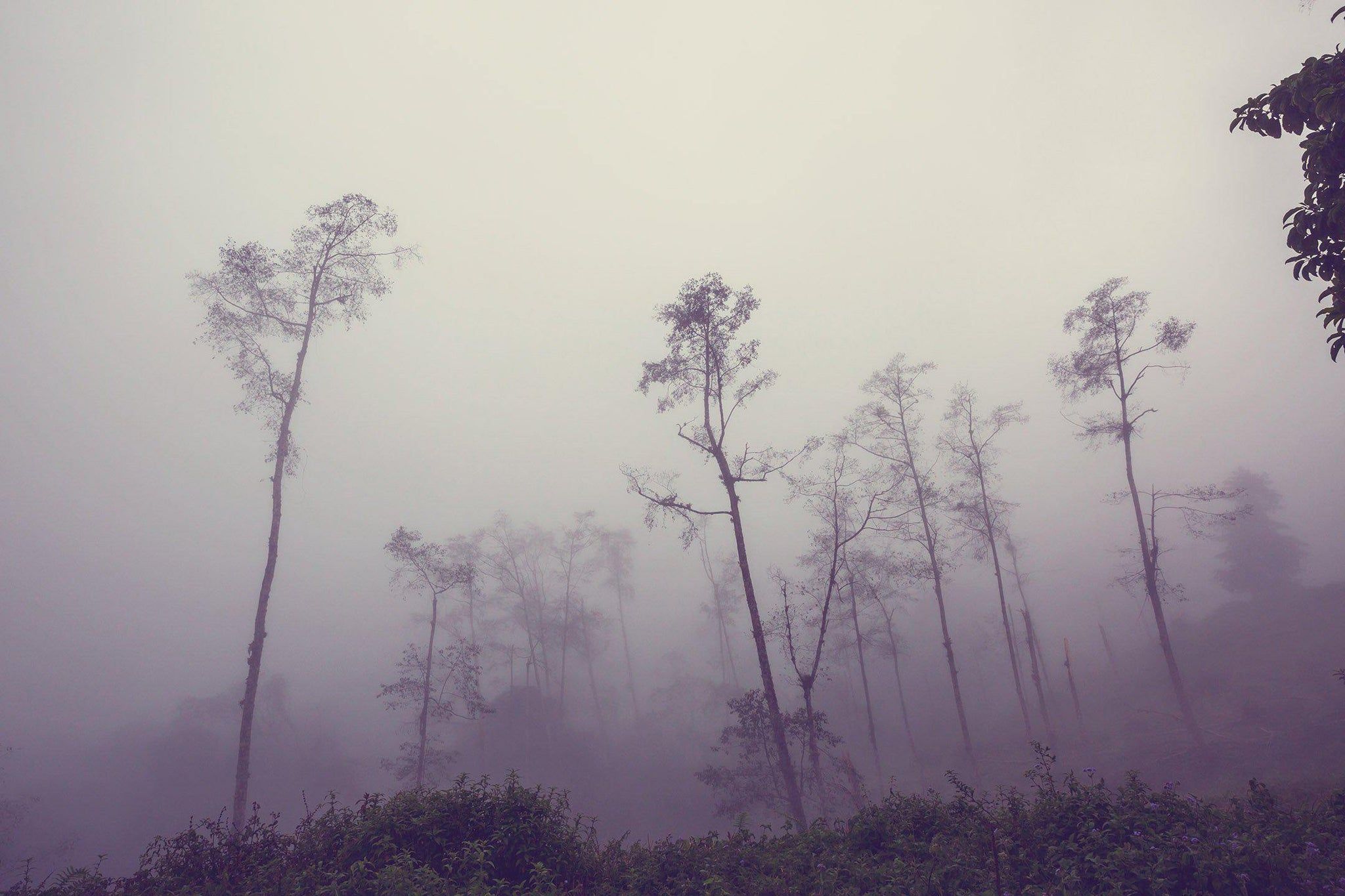 2048x1365 Foggy Jungle Mural Wallpaper