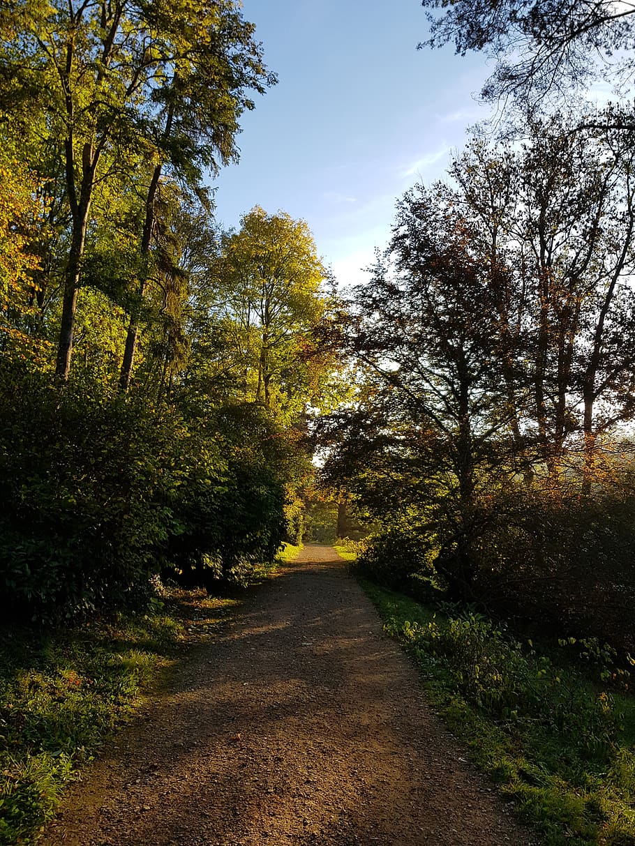 910x1213 HD wallpaper: path, early morning, sun, forest, tree, plant, the way forward