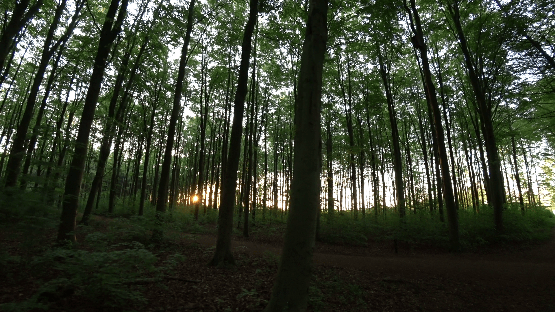 1920x1080 Early morning Forest, Brøndbyskoven May 2019. Recordings of nature's Blog