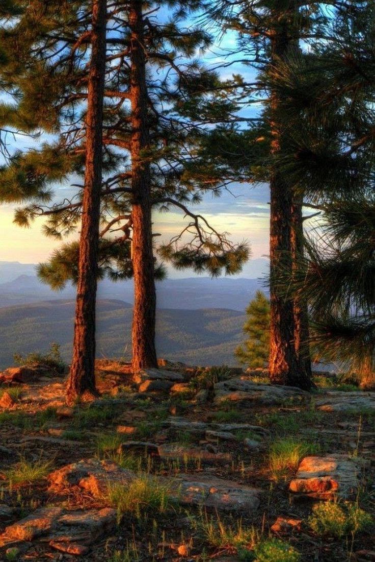 736x1101 Rise and Shine: Captivating Photo of Early Mornings. Tennessee nature scenes wallpaper, Redwood forest nature