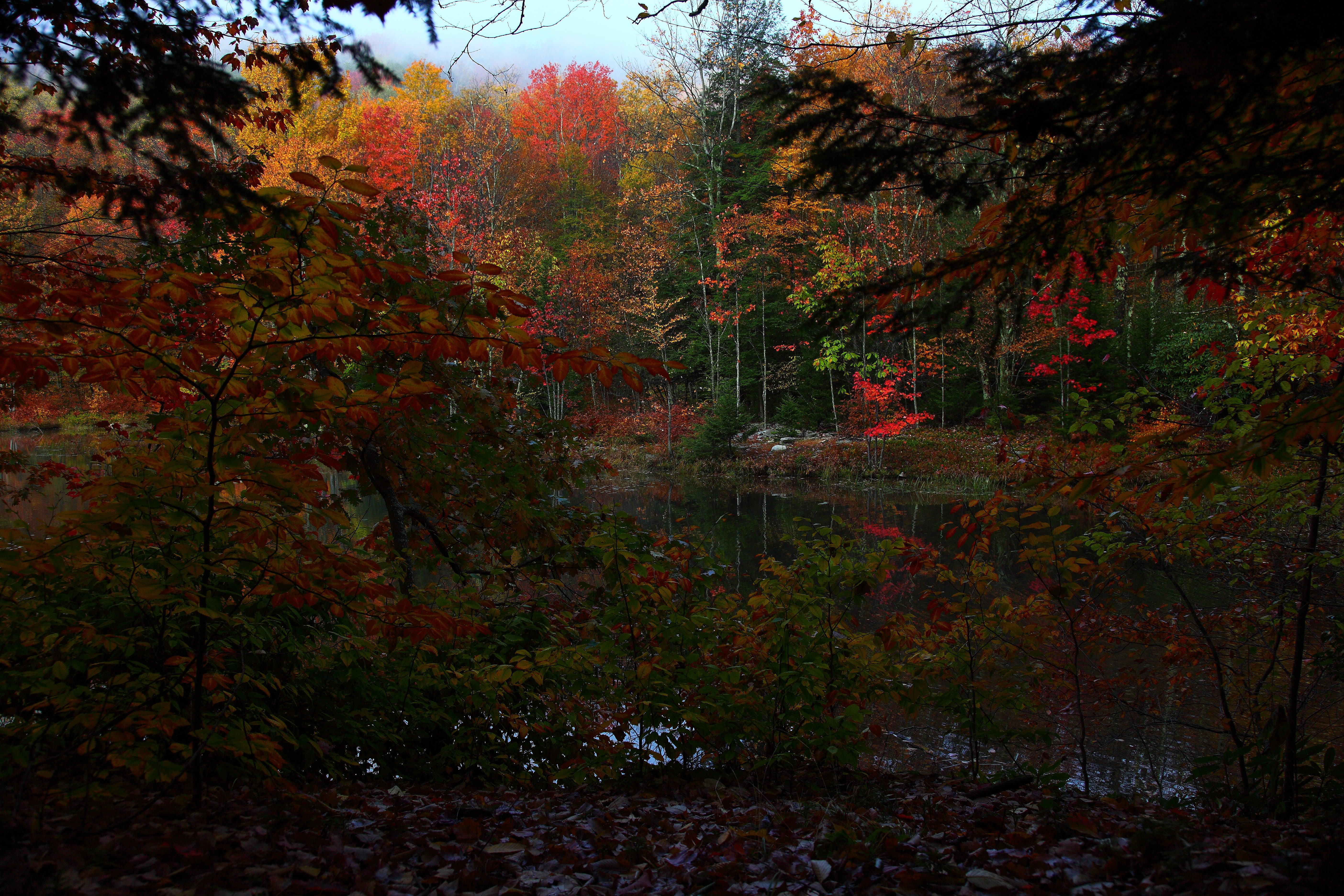 5616x3744 Free Nature Picture by ForestWander Nature Photography