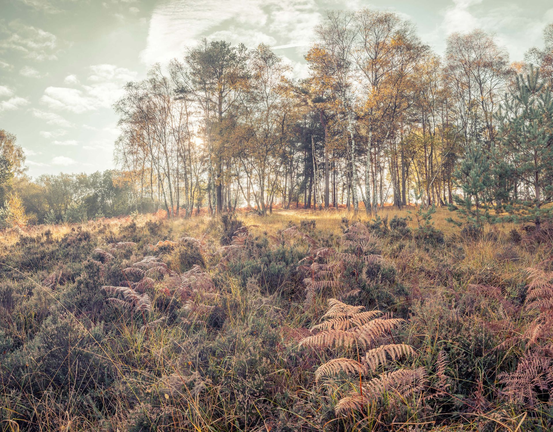 1920x1501 Forest in the morning