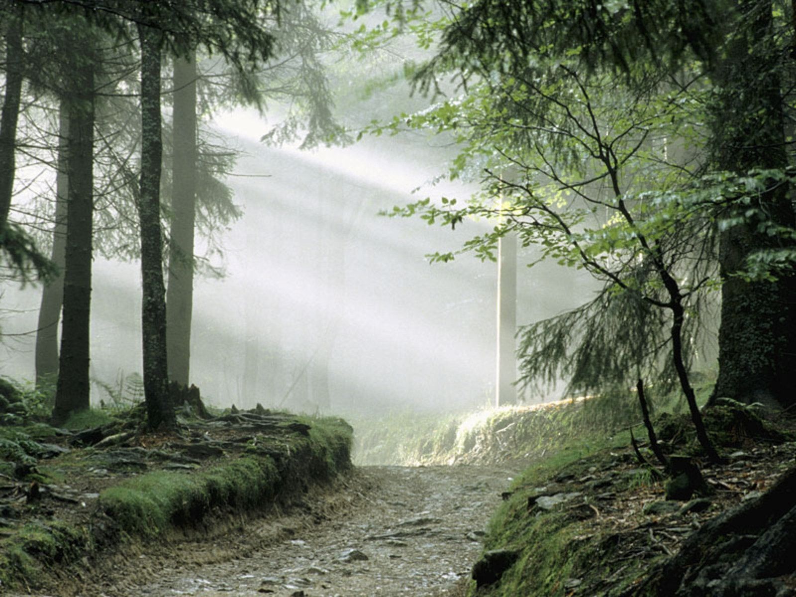 1600x1200 Misty Morning in the Woodland