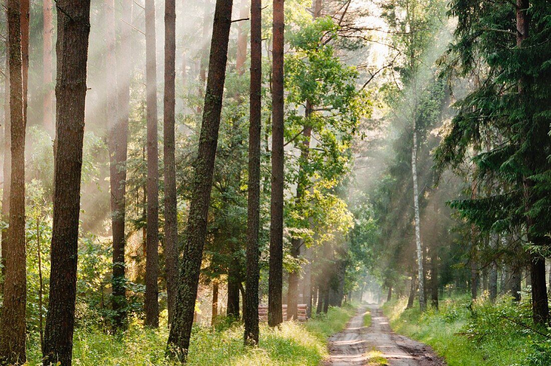 1100x731 A forest in the early morning