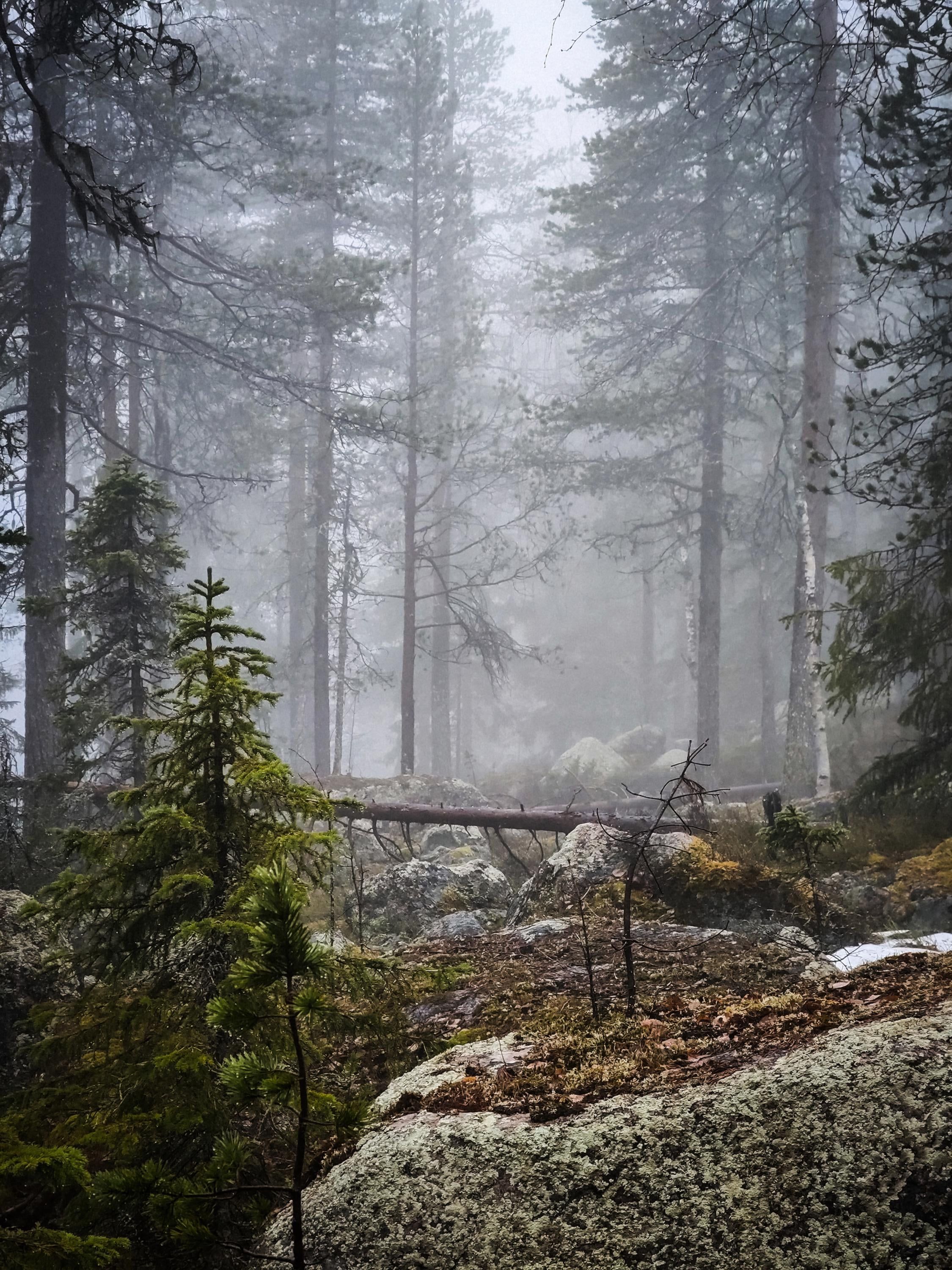 2250x3000 Forest covered by a mist in the early hours of the morning, Lapland, Finland [OC] (2250x3000)