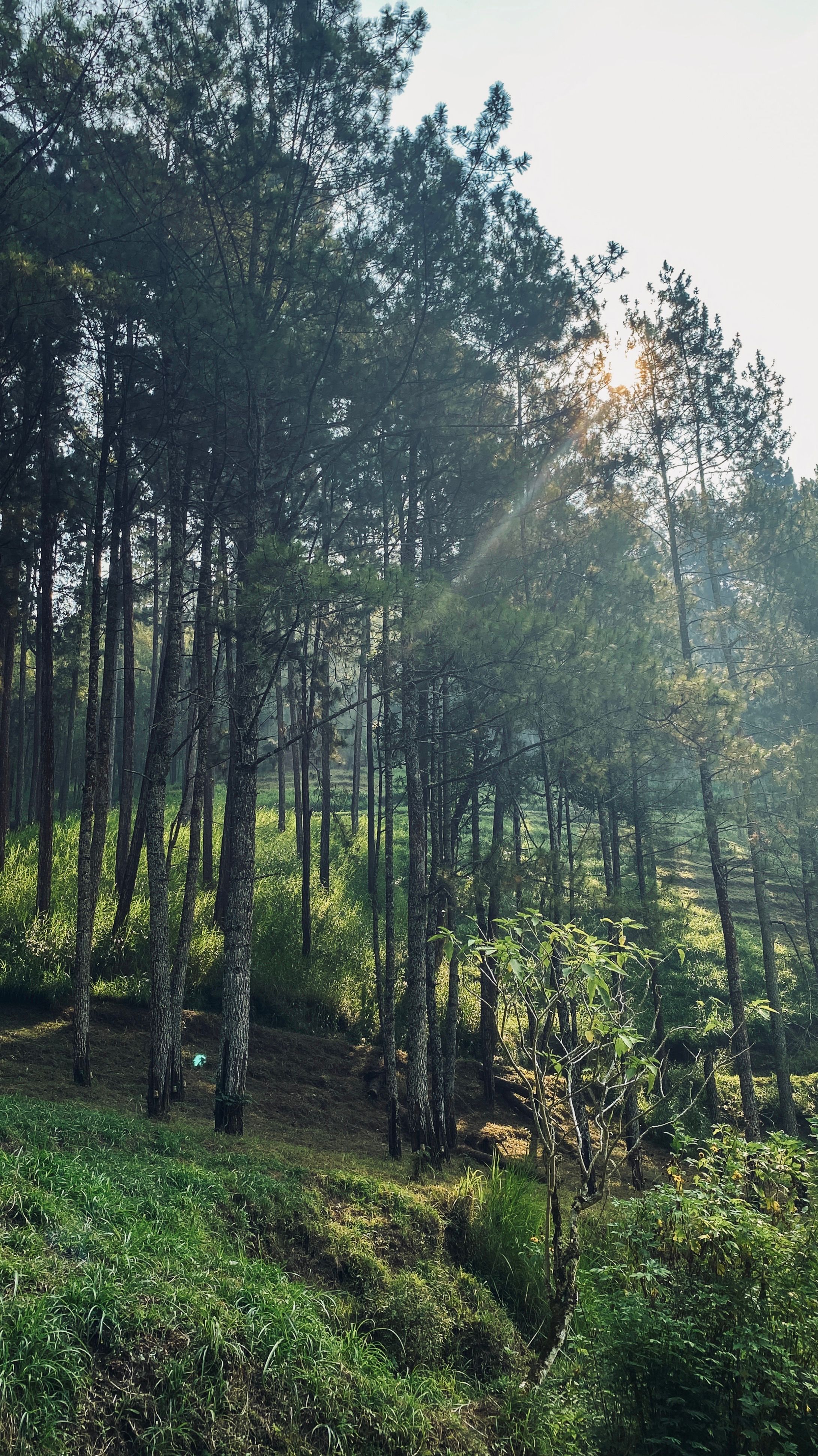 2181x3878 Trees in Forest in Early Morning · Free