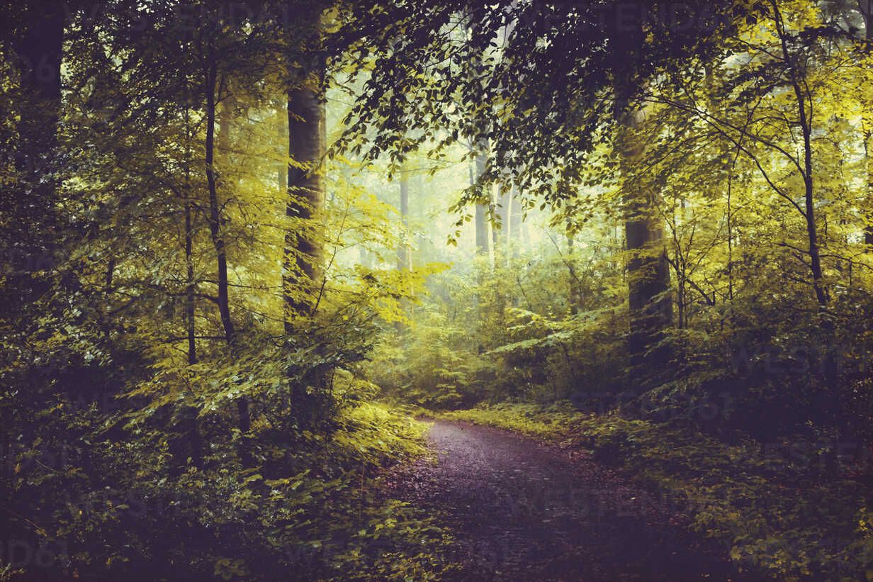 1232x821 Deciduous Forest In Summer, Forest Path And Early Morning Haze