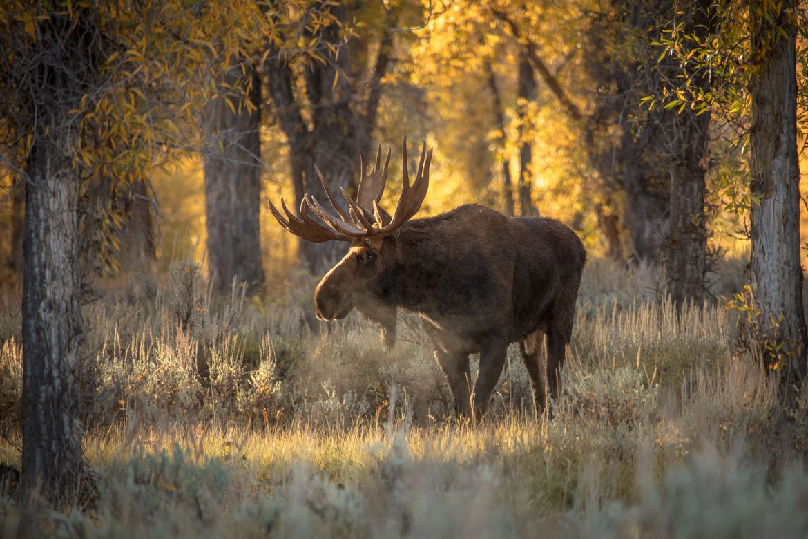 1170x780 Wildlife Photo of the Week: Early Morning Moose