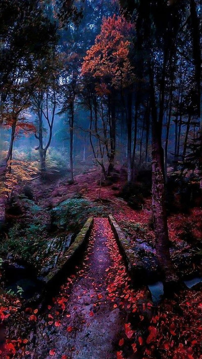 800x1422 Forest, dark, fall, fantasy, leaves, nature, trees, HD phone wallpaper