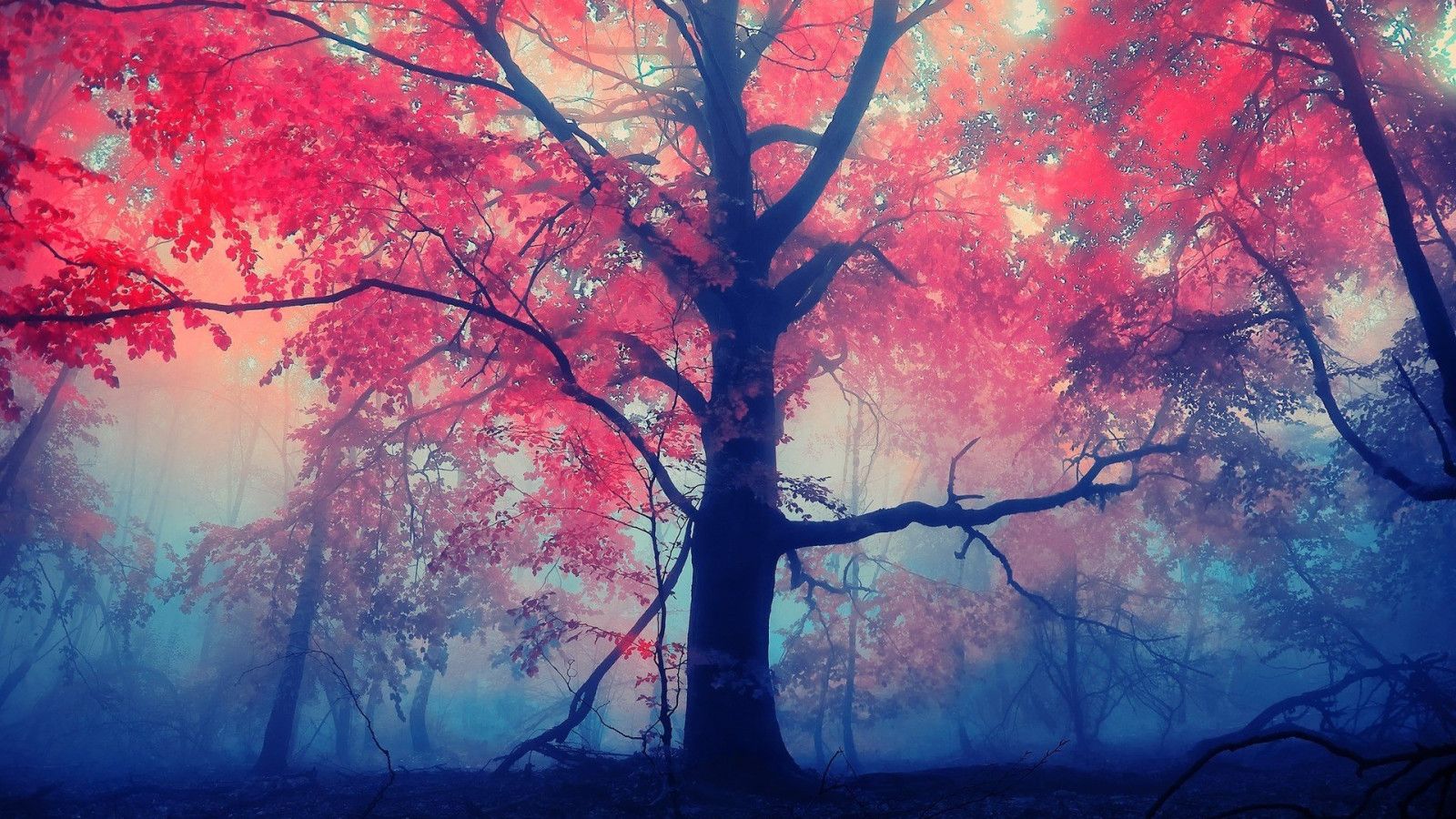 1600x900 Autumn Fall Wallpaper 1920x1200 63865