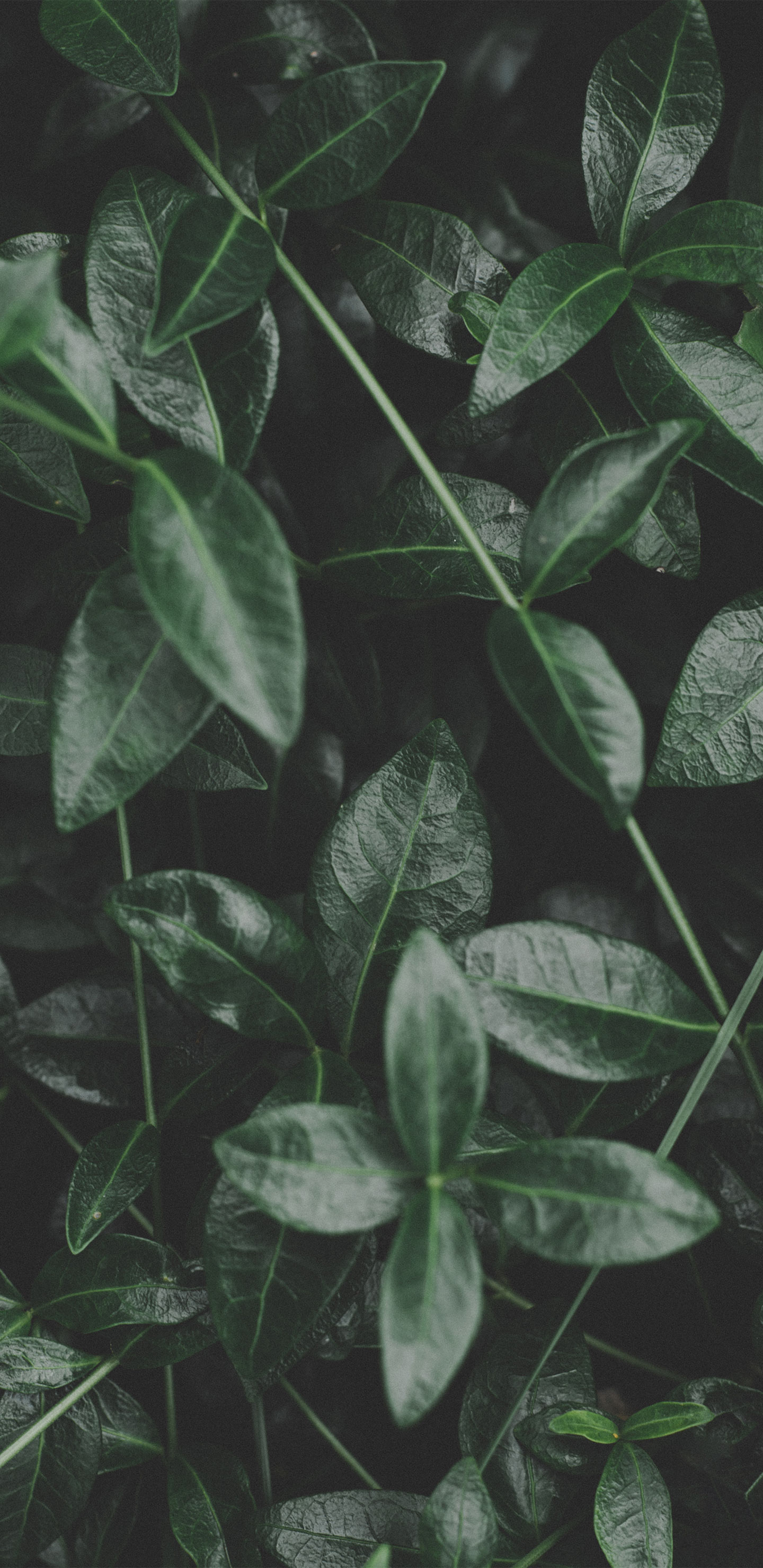 1440x2960 High Quality Free Google Pixel 2 / 2 XL / 3 / 3 XL Wallpaper & Background