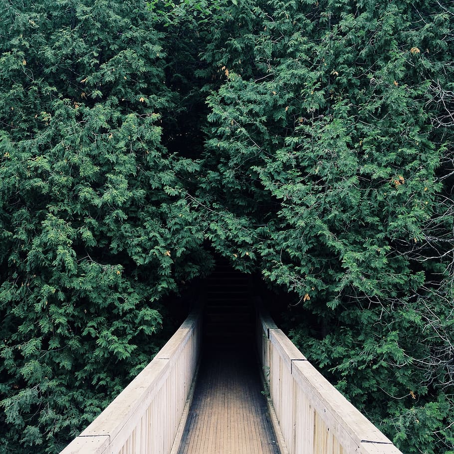 910x910 HD wallpaper: park, mysterious, dark, country, forest, bridge, trees, plant