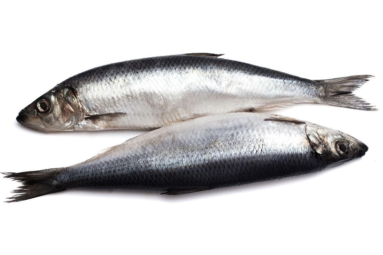 1280x853 Desktop Wallpaper Fish Food Seafoods