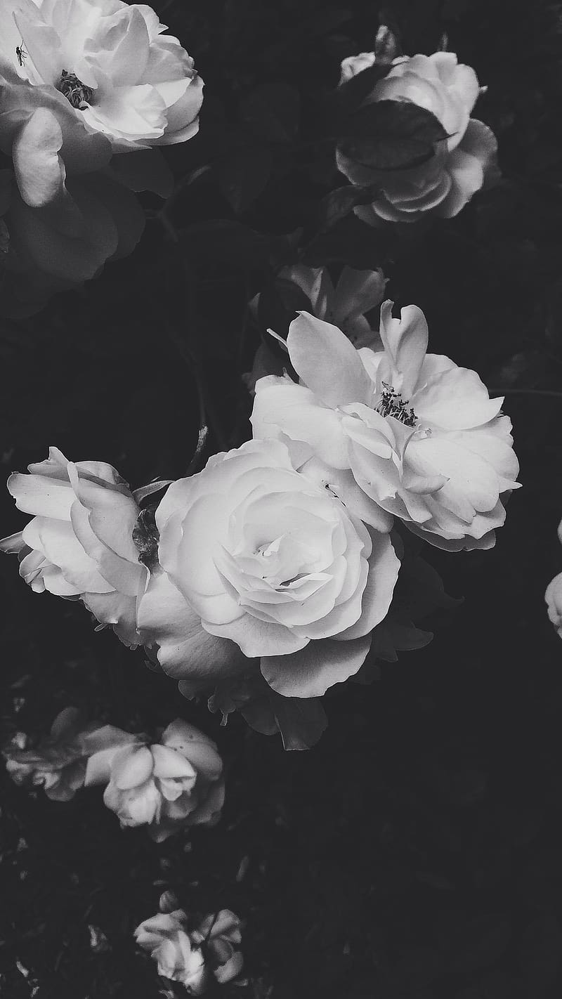 800x1422 Aesthetic Black And White Flowers, aesthetic black, black, white, flowers, HD phone wallpaper