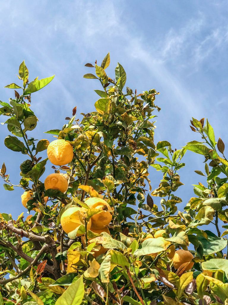 768x1024 Lemon Extra Virgin Olive Oil: The Essence of Summer in Italy
