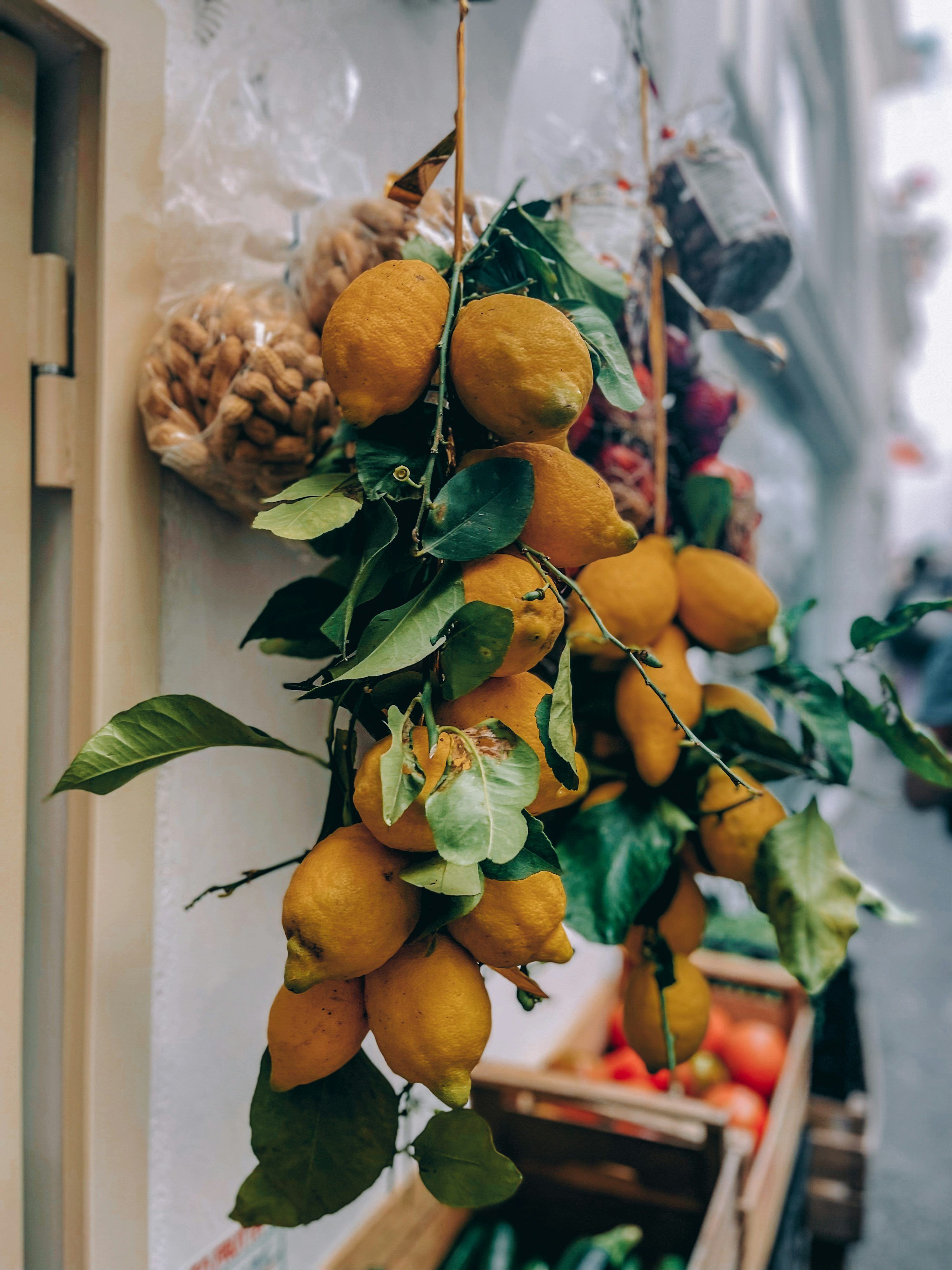 3000x4000 A bunch of lemons hanging from a tree
