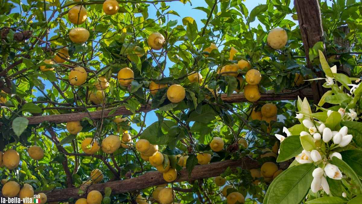 1200x675 Spring in Italy: experience the magic of lemon blossom
