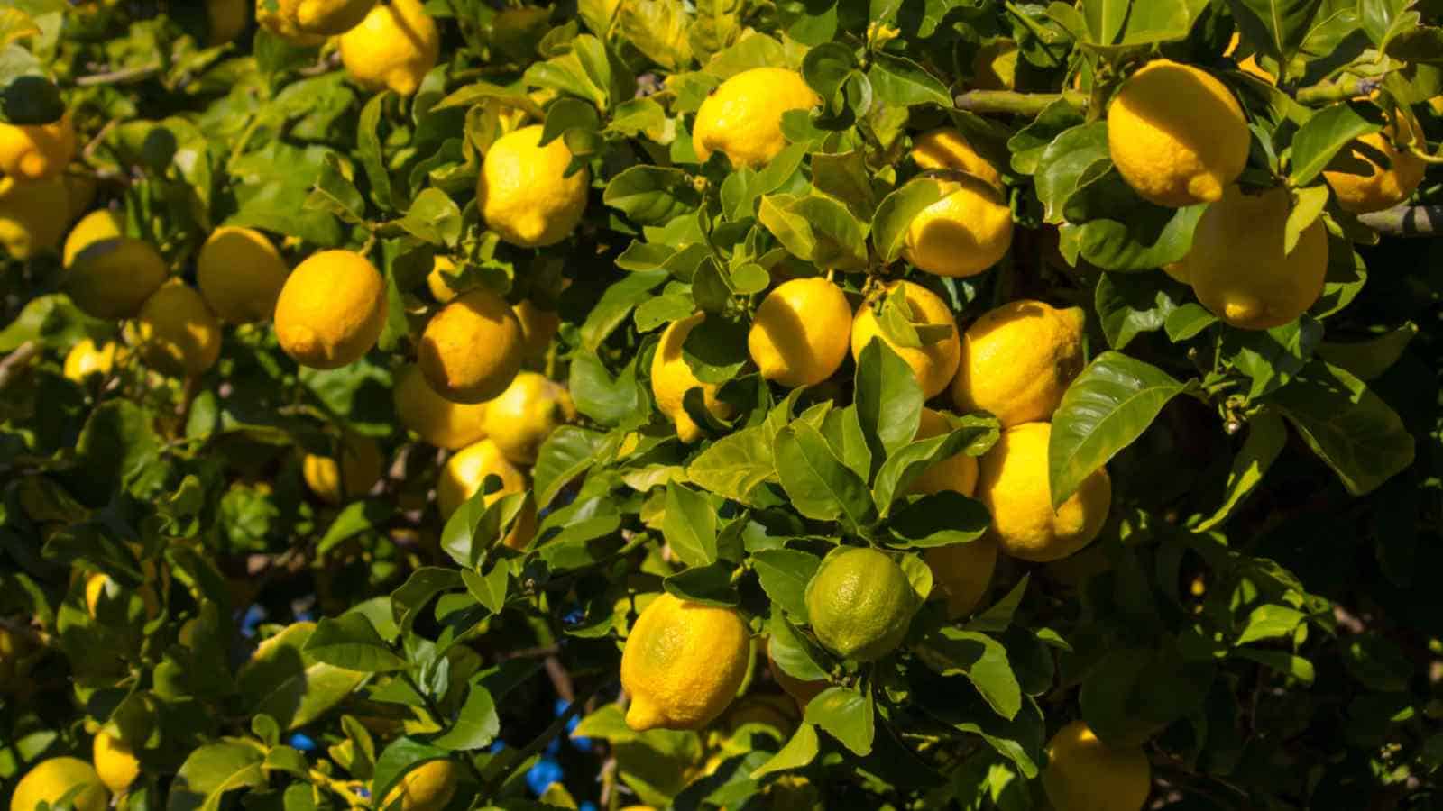 1600x900 Vintage Surf Sticker Citrus Limon Sorrento Lemon Tree