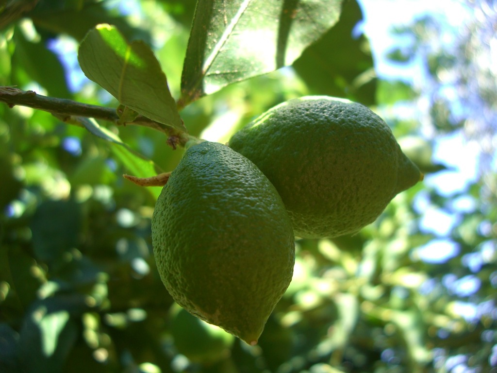 1024x768 Two limes hanging from a tree with leaves. Lemon sicily