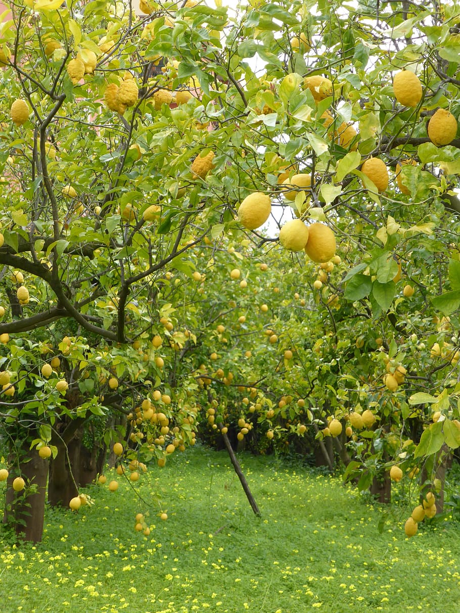 910x1213 Lemon tree 1080P, 2K, 4K, 5K HD wallpaper free download
