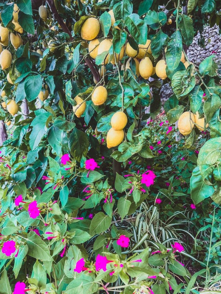 768x1024 What makes Amalfi and Sorrento Lemons so special?