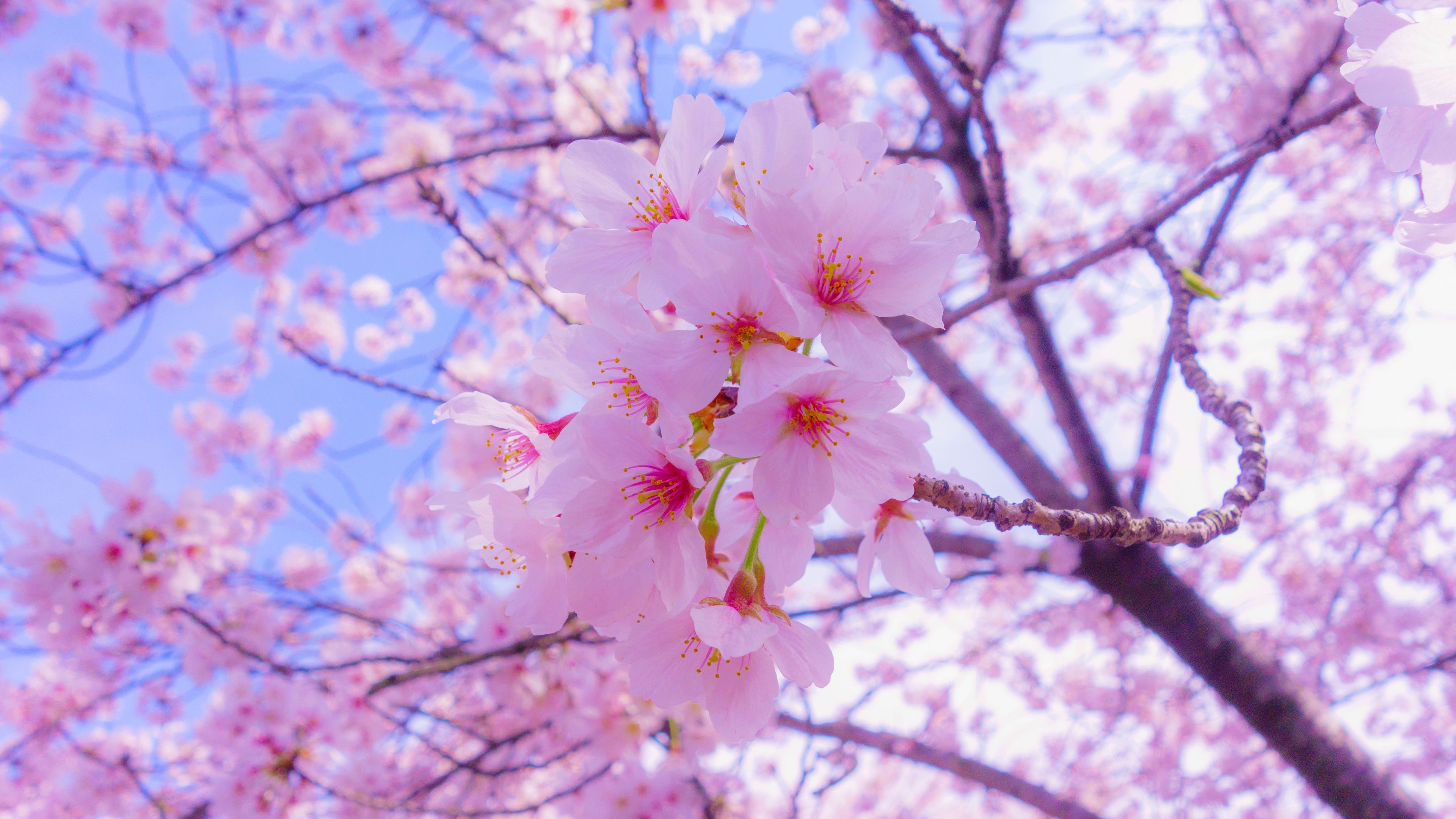 3840x2160 Download wallpaper 3840x2160 sakura, flowers, bloom, spring, pink 4k uhd 16:9 HD background
