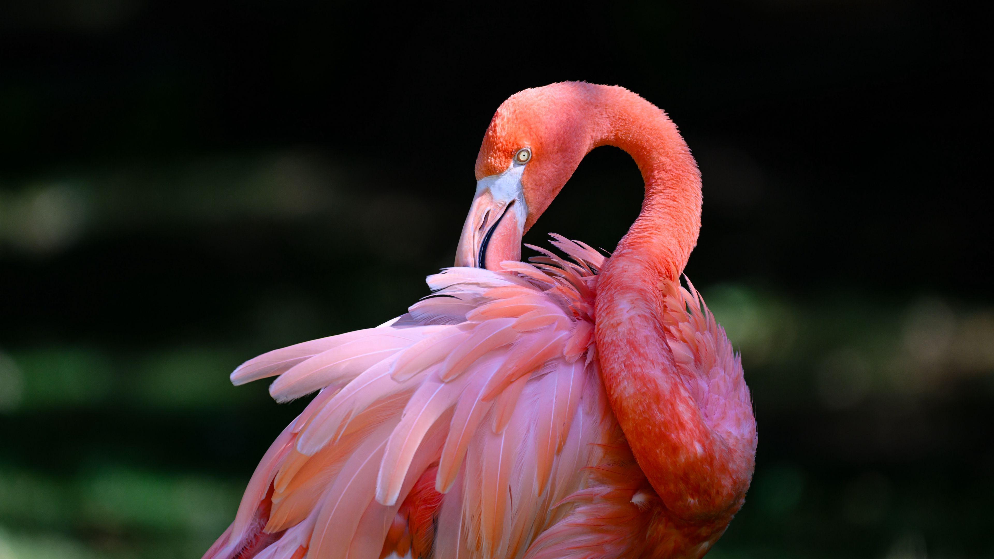 3840x2160 Download wallpaper 3840x2160 pink flamingo, flamingo, bird, beak, feathers, pink 4k uhd 16:9 HD background