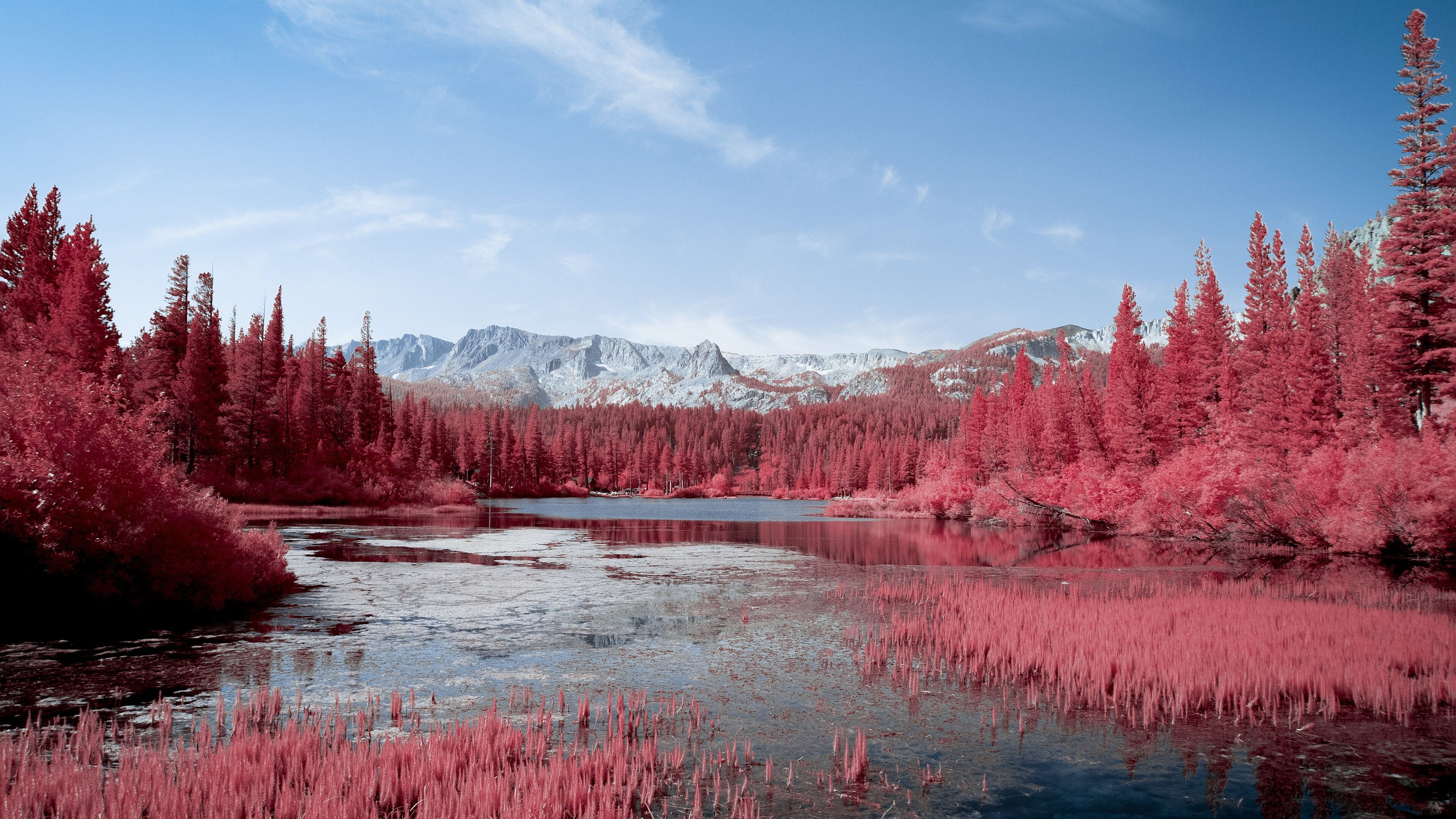 3840x2160 Lake Surrounded By Autumn Red Pink Trees 4K HD Nature Wallpaper