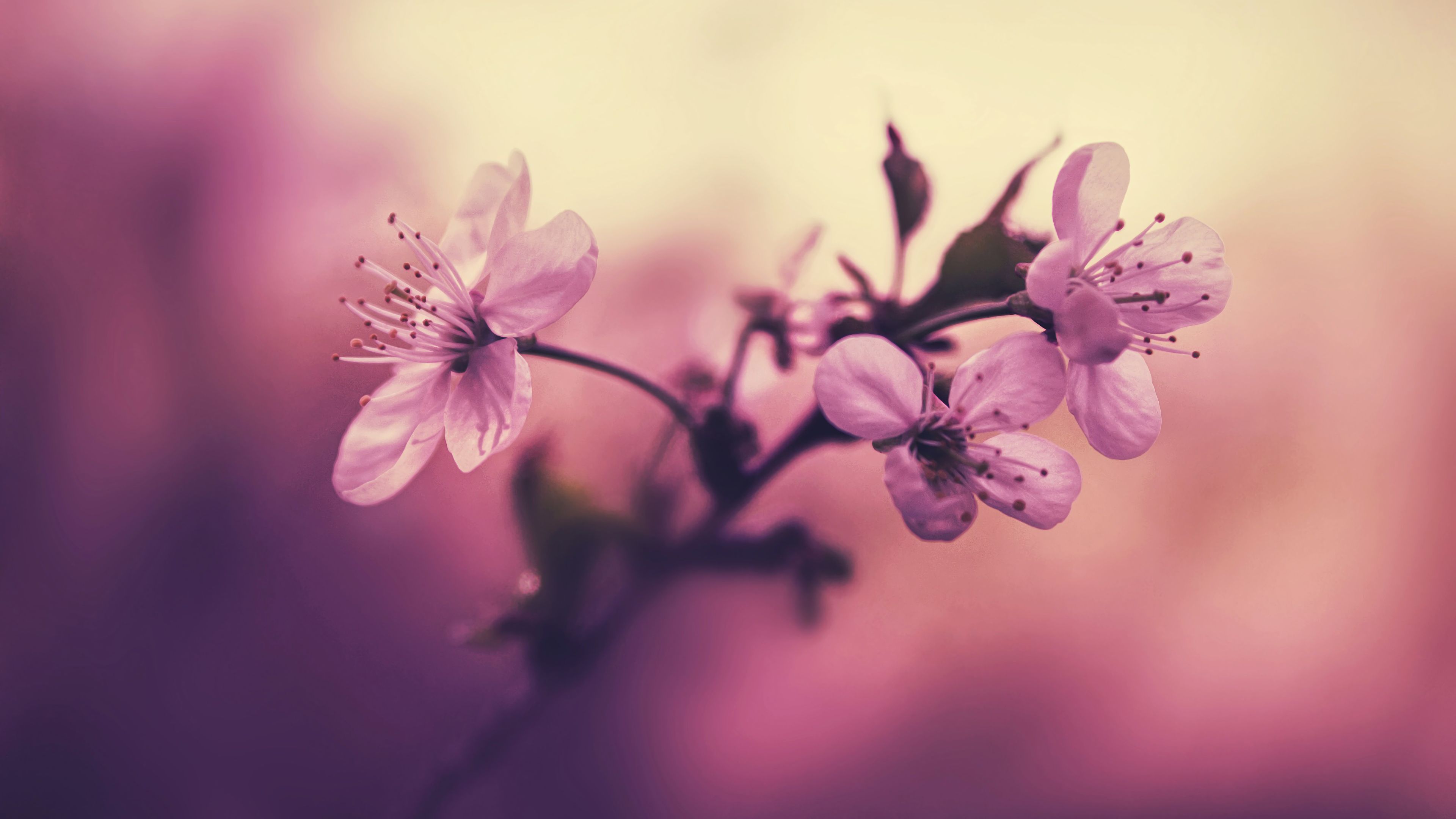 3840x2160 Pink Flower 4K Wallpaper HD