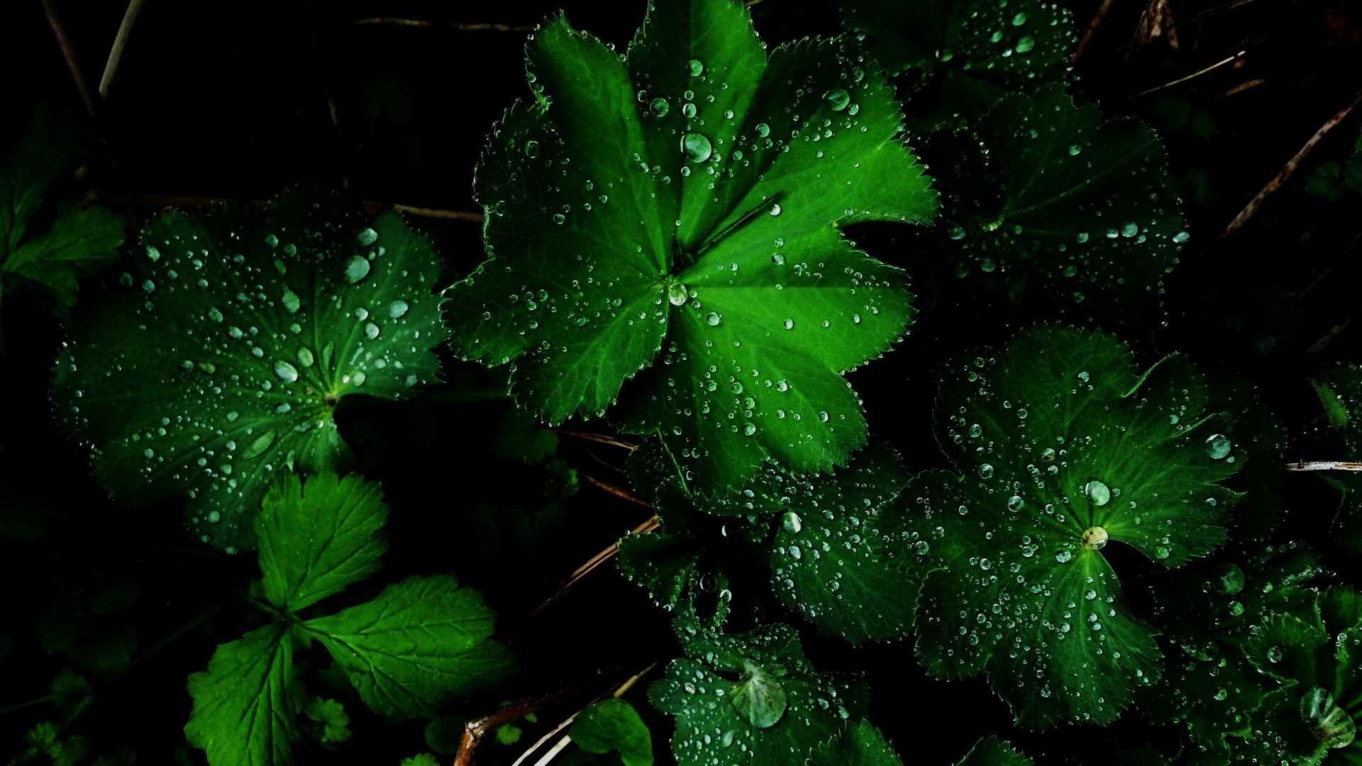 1920x1080 Black Green Wallpaper HD