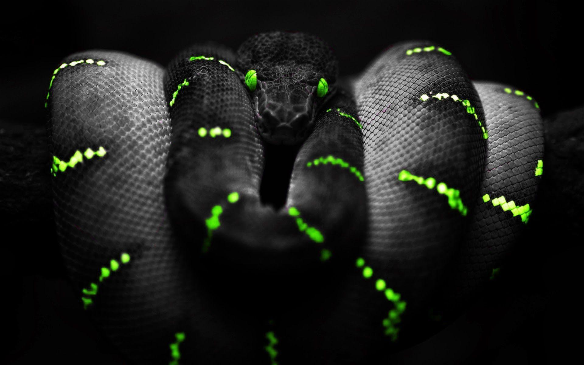 1920x1200 Mamba Wallpaper. Mamba Wallpaper, Razer Mamba Wallpaper and Black Mamba Wallpaper