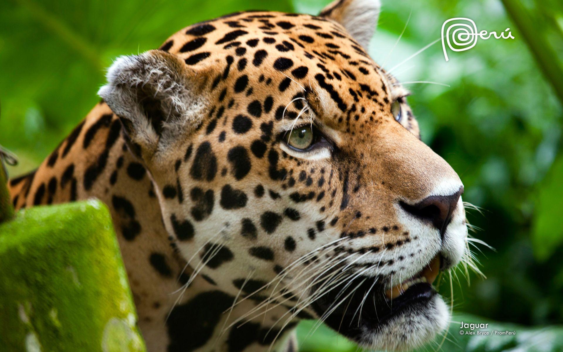 1920x1200 Jaguar The Big Cat Wallpaper