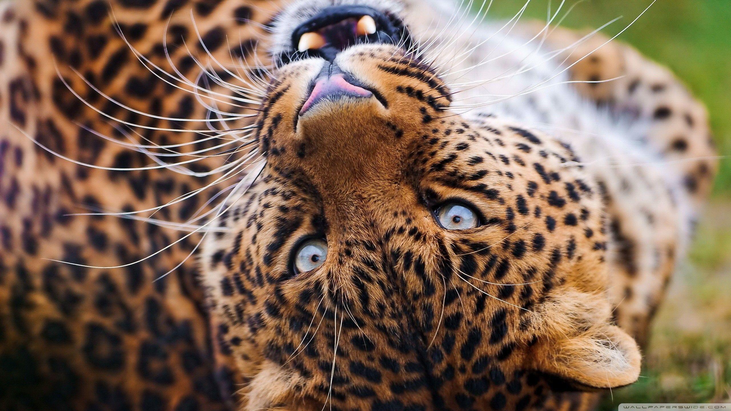 2560x1440 Big Cat Wallpaper HD .