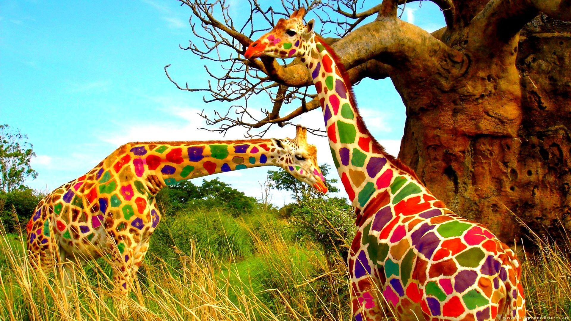 Wild Safari Wallpapers - Top Free Wild Safari Backgrounds - WallpaperAccess
